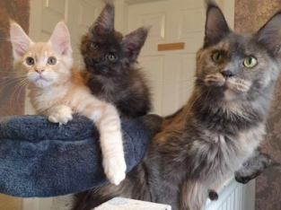 Full TICA Pedigree Maine Coon kittens