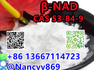 86 13667114723 |CAS 53-84-9 NAD