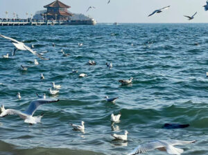 Cas 123-75-1 Pyrrolidine with Factory Price Safe t