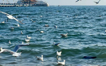 Cas 123-75-1 Pyrrolidine with Factory Price Safe t