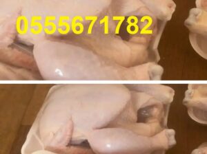 دجاج طازج بالجملة