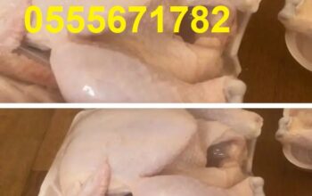 دجاج طازج بالجملة