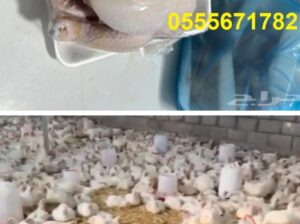 دجاج لحم طازج