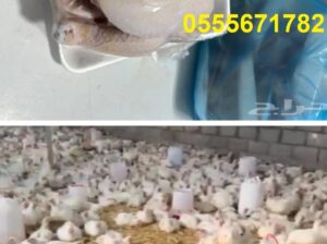 دجاج لاحم لذيذ وطازج, دجاج طازج بالجملة فى السعودي