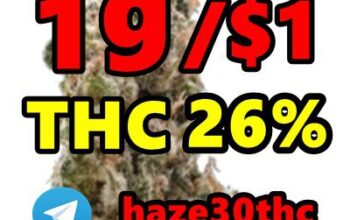 Autoflower, Haze, Kannabia, Slurricane,